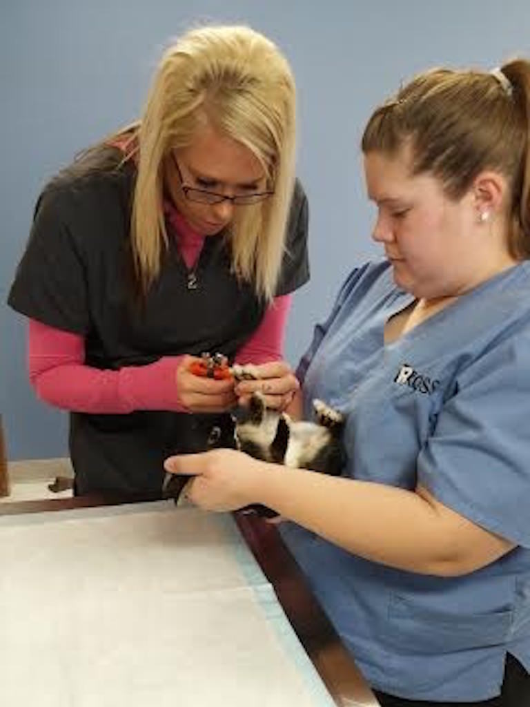 Ross Veterinary Assistant Students in New Baltimore Get Fun Handson