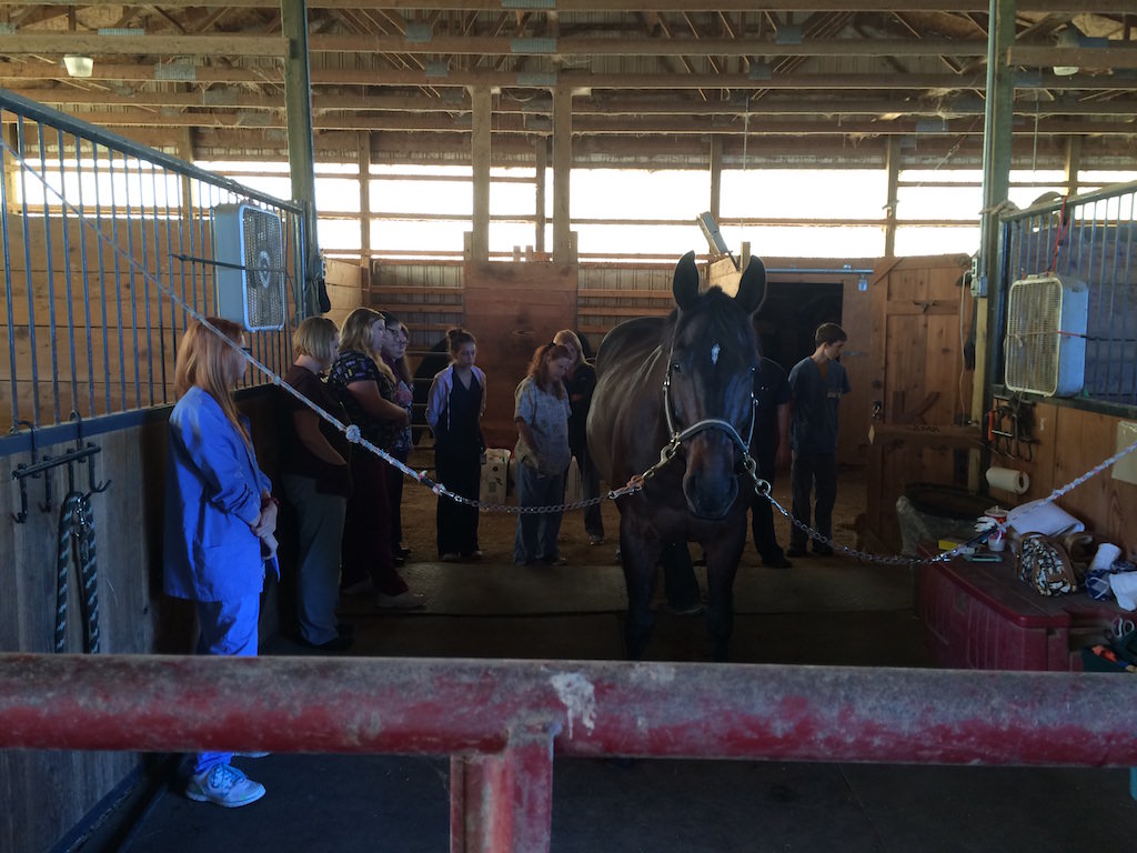 Veterinary Assistant Students from Ross Medical New Baltimore Enjoy Hands On Experiences Ross