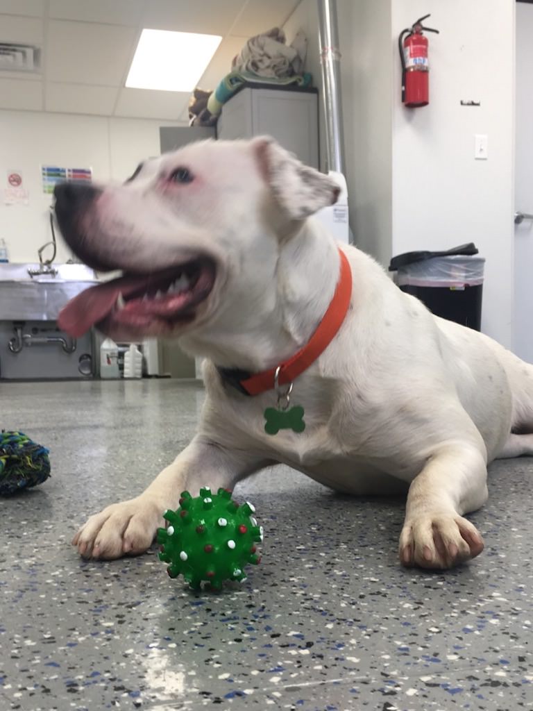 Ross Medical in New Baltimore Shows Love to Furry Friends at Detroit