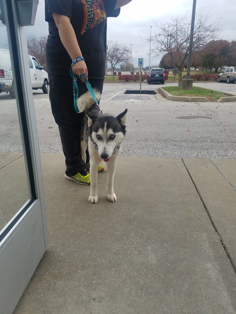 Ross Medical in Owensboro Collects Over 1000 Pounds of Pet Supplies for Local Animals Ross