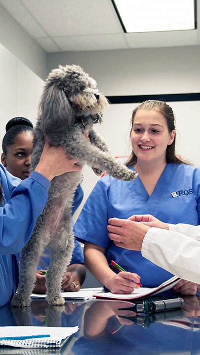 how-to-become-a-vet-tech-in-indiana-thao-lemons